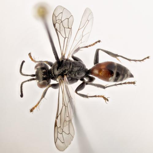 Harpactus exiguus